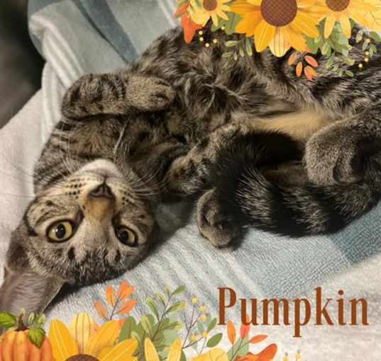 Photo of PUMPKIN