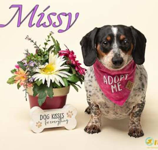 Photo of Missy