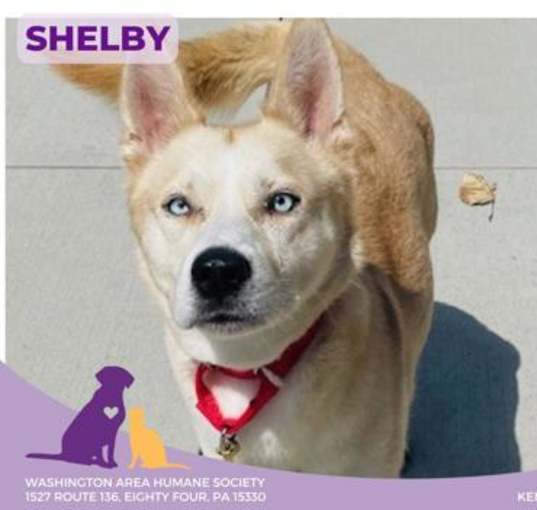 Photo of Shelby