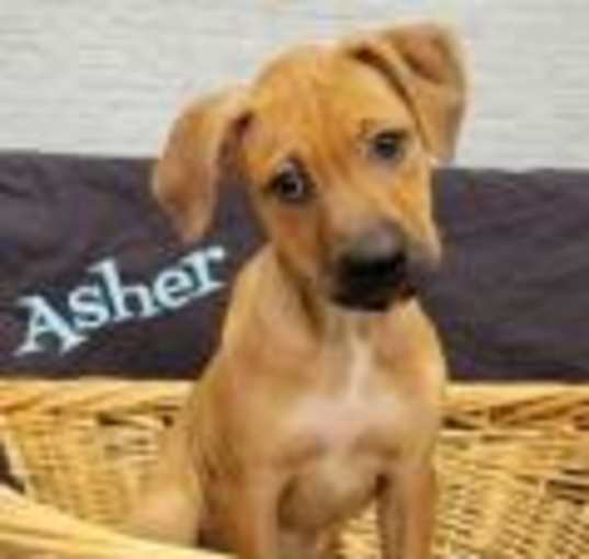 Photo of Asher