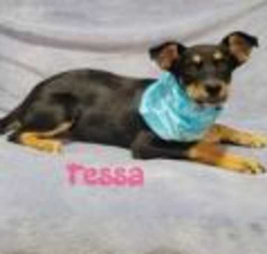 Photo of Tessa