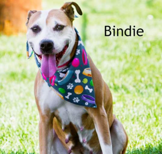 Photo of Bindie