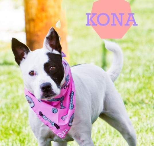 Photo of Kona