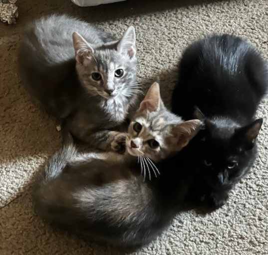 Photo of kittens