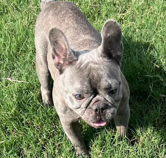 Photo of French bulldog Ava