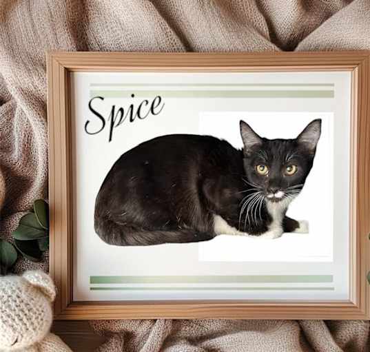 Photo of *SPICE