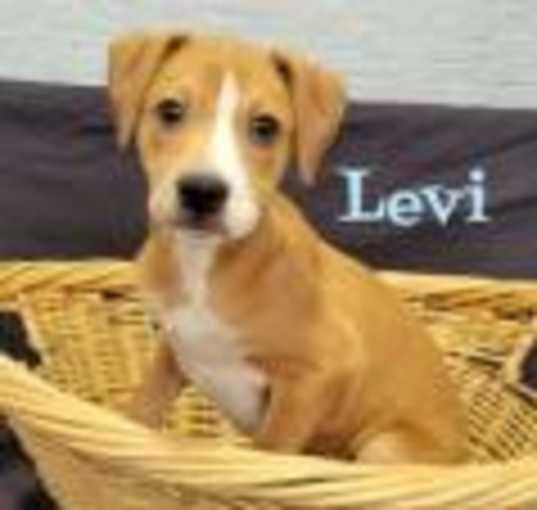 Photo of Levi