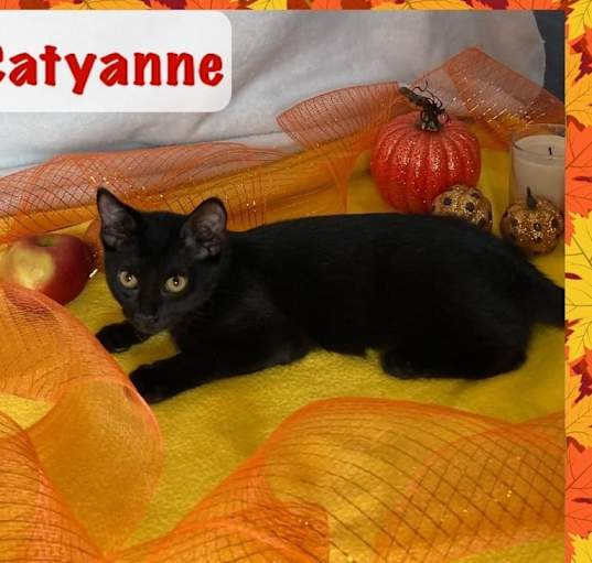 Photo of Catyanne