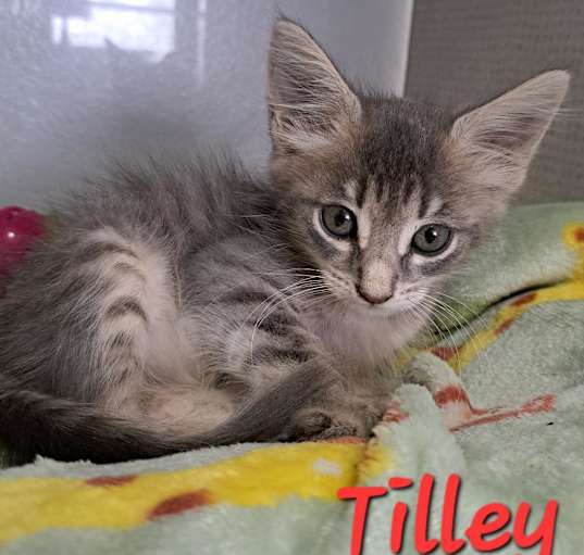 Photo of Tilley