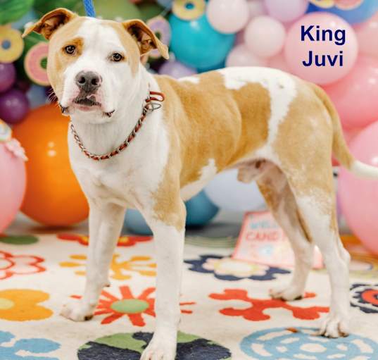 Photo of King Juvi