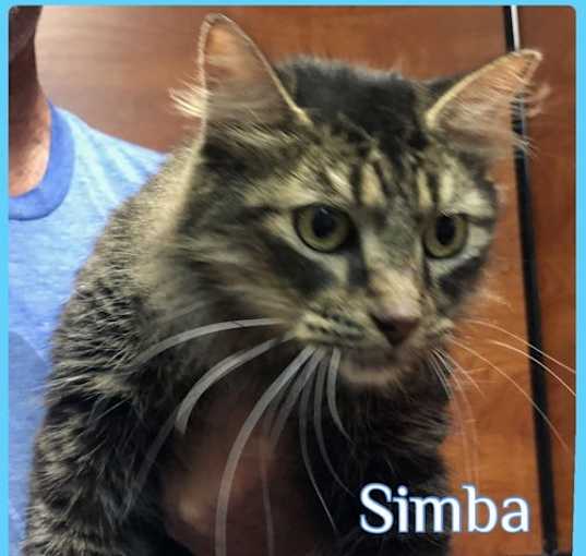 Photo of SIMBA