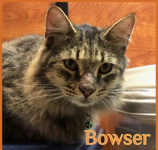 Photo of BOWSER