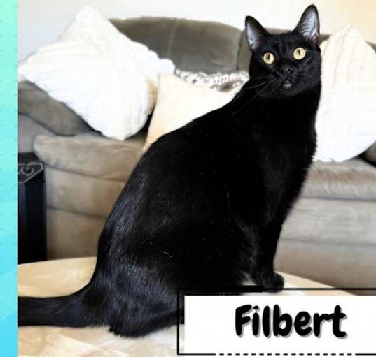 Photo of Filbert