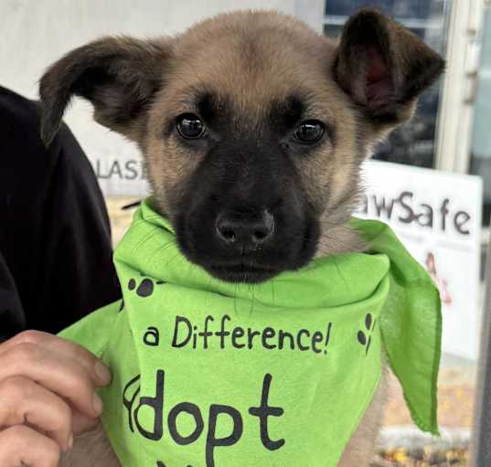 Photo of NY Tabitha (Hops on the Hudson or Mahopac Falls FD)