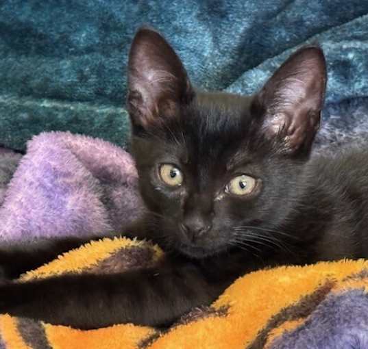 Photo of T'Challa