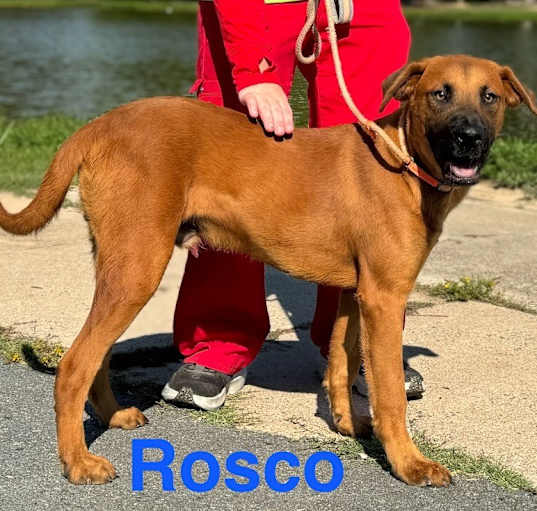 Photo of Rosco