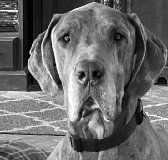 Photo of Baloo
