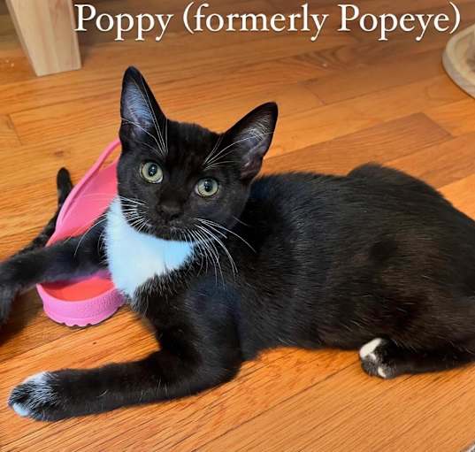 Photo of Poppy - aka Popeye