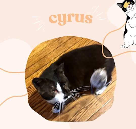 Photo of Cyrus - one eyed tuxedo