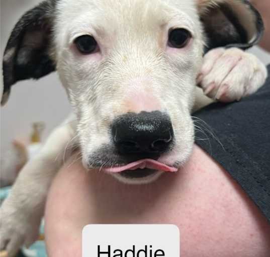 Photo of Haddie B388