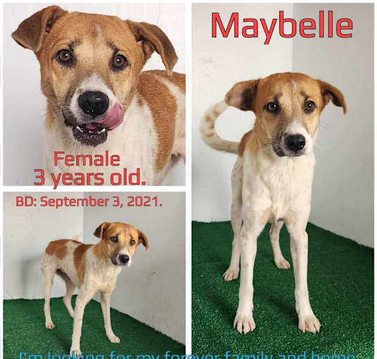 Photo of Maybelle