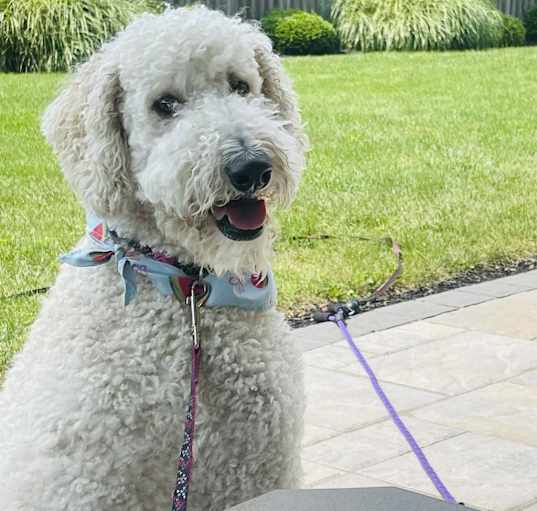 Photo of Delilah the Doodle