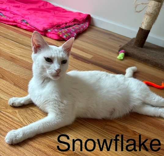 Photo of Snowflake