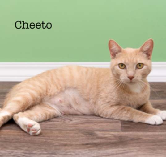 Photo of Cheeto