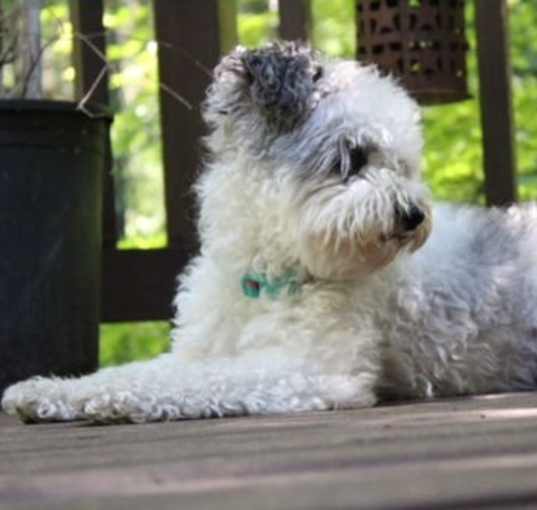 Photo of Avalon - Sweet Schnauzer Mix