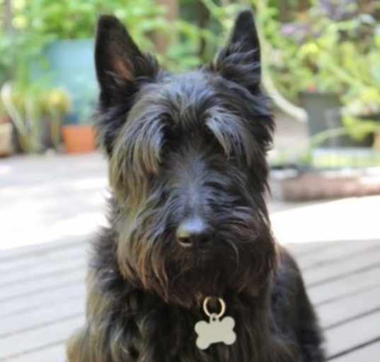 Photo of Cozmo - Gorgeous Scottish Terrier