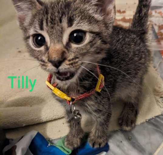 Photo of Tilly