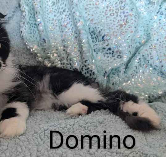 Photo of Domino