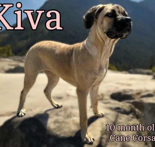 Photo of Kiva