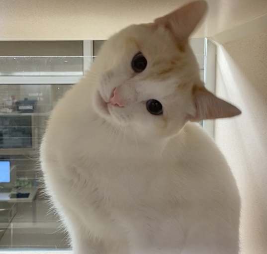 Photo of Snowball