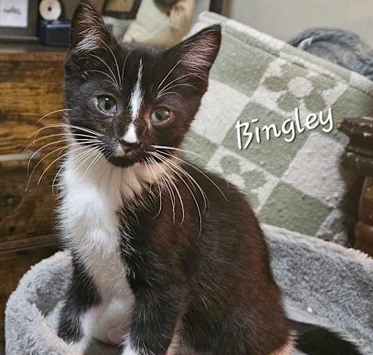 Photo of Bingley