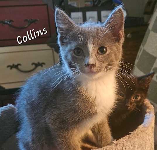 Photo of Collins