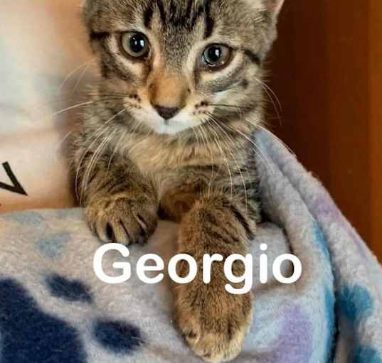 Photo of Georgio