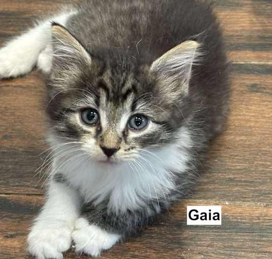 Photo of Gaia