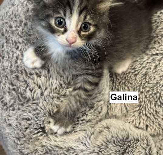 Photo of Galina