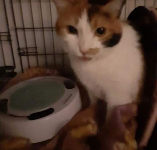 Photo of Tara (sweet adult calico)