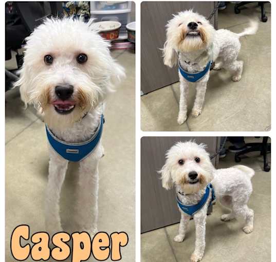 Photo of Casper