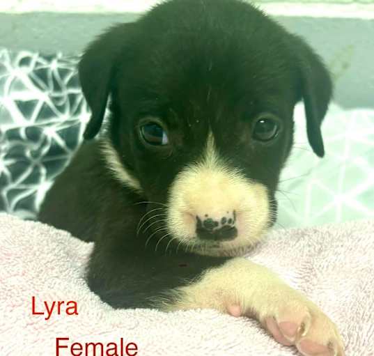 Photo of Lyra