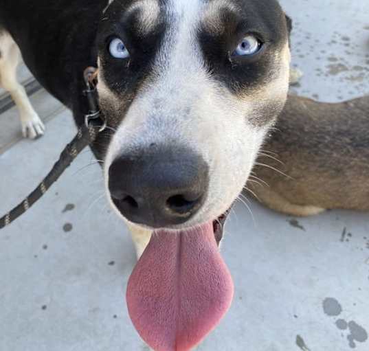 Photo of Maggie Waggie