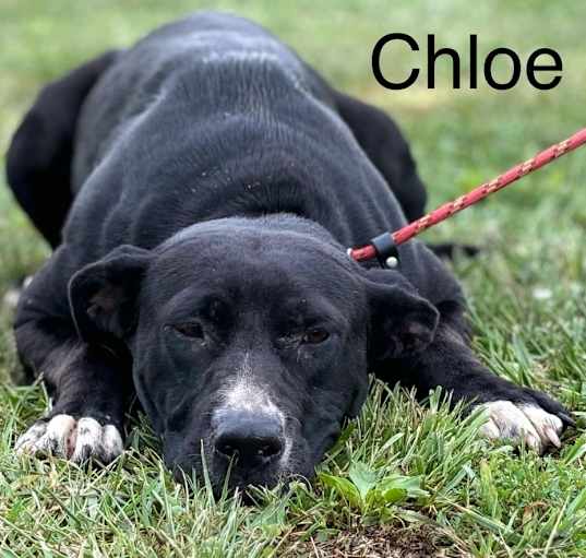 Photo of Chloe🐾