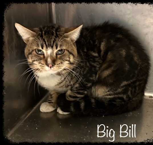 Photo of BIG BILL