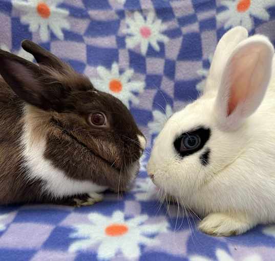 Photo of Stella (Bonded to Sloane)