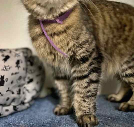 Photo of CLOVER - Offered by Owner - Friendly & Petite