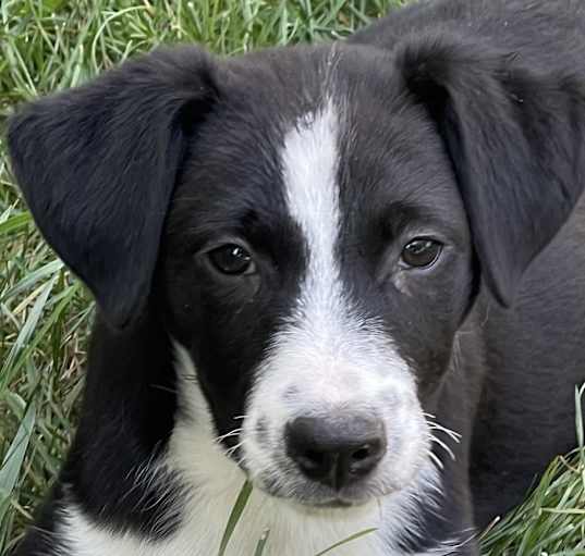 Photo of Hayride Harlene