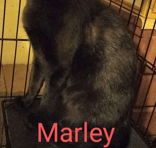 Photo of Marley