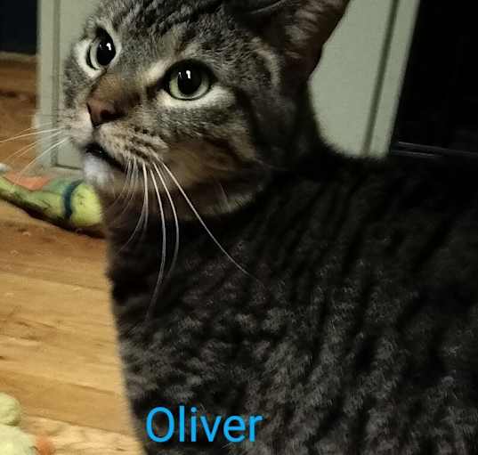 Photo of Oliver